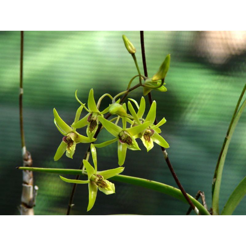 anggrek larat hijau atau dendrobium capra