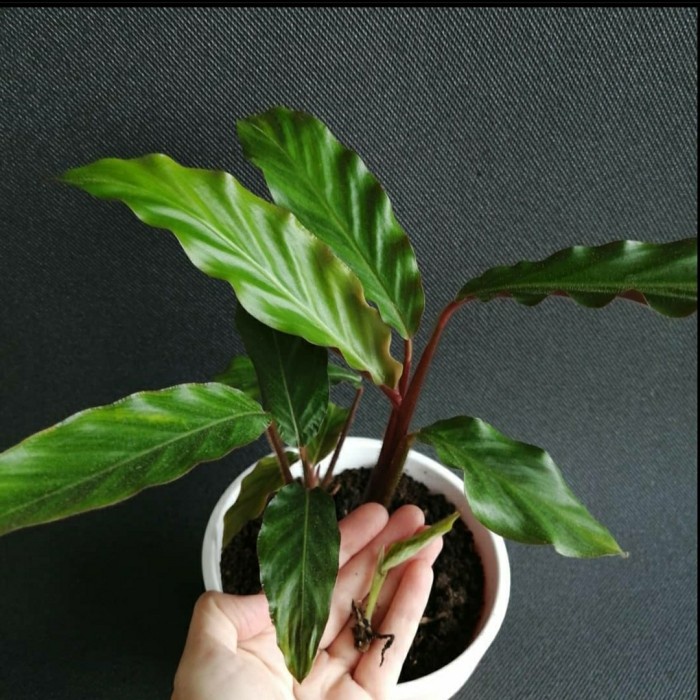 Tanaman Calathea Bambu Tanaman Hias Calathe Rufibarba Calathea Murah daun Segar