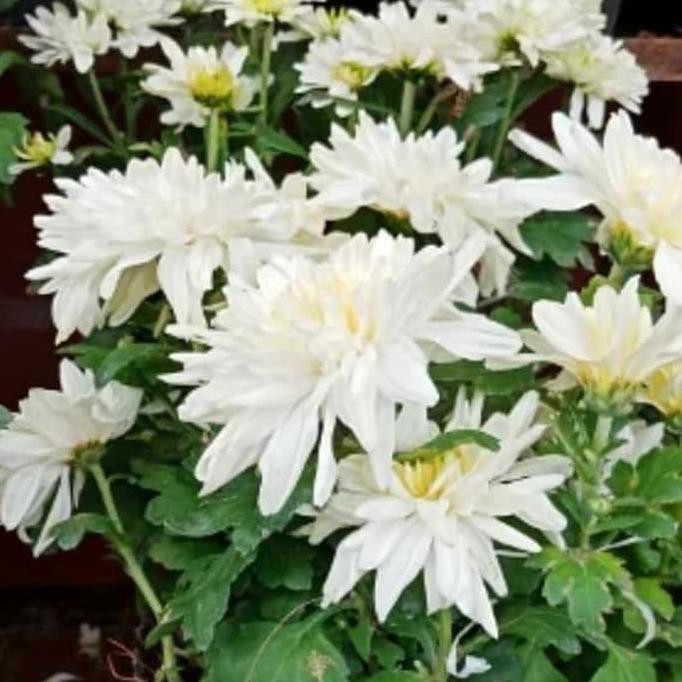 cl3r bibit tanaman hias bunga krisan putih  l0ck Shopee 