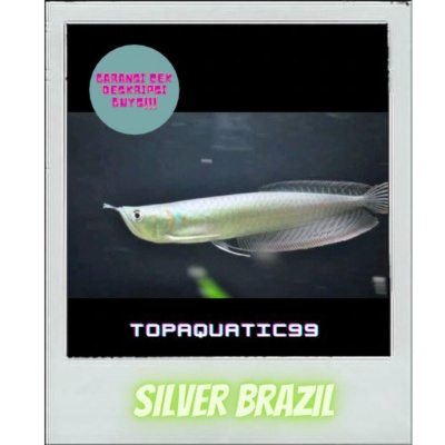 promo murah ikan arwana silver brazil 10 11cm - 7-8cm Berkualitas