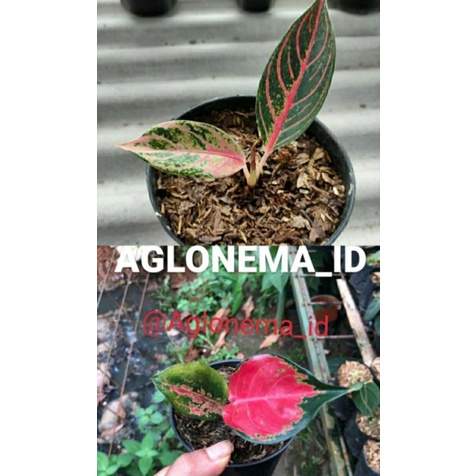 Aglonema suksom jaipong,aglonema red sumatra paket 2 anakan aglonema