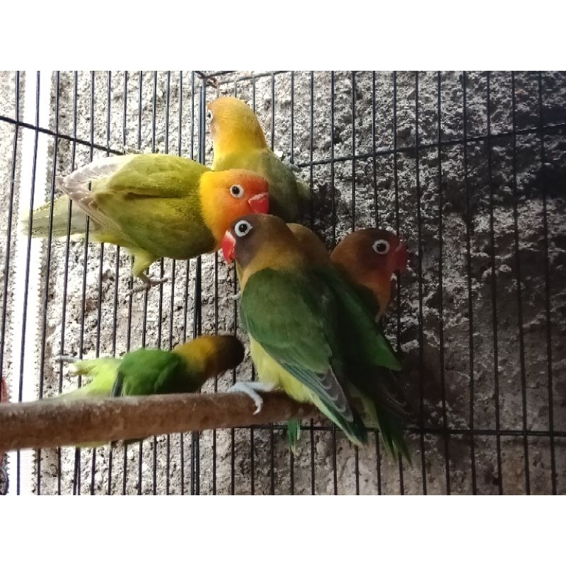 Burung love bird hijau standar