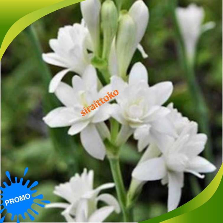 Tanaman hias umbi bunga sedap malam