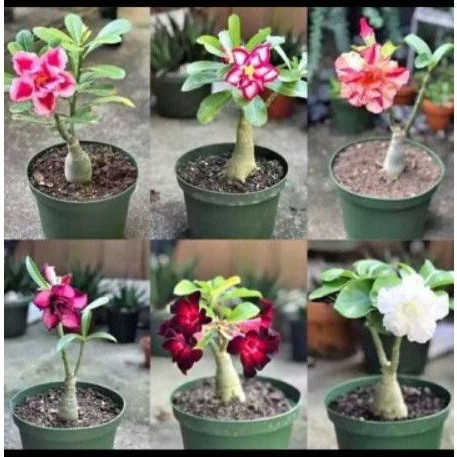 paket 6 bibit adenium kamboja jepang - bibit adenium kamboja jepang