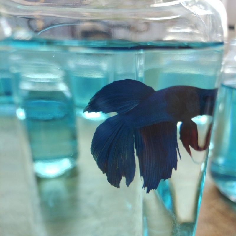 IkanCupang Veil Tail
