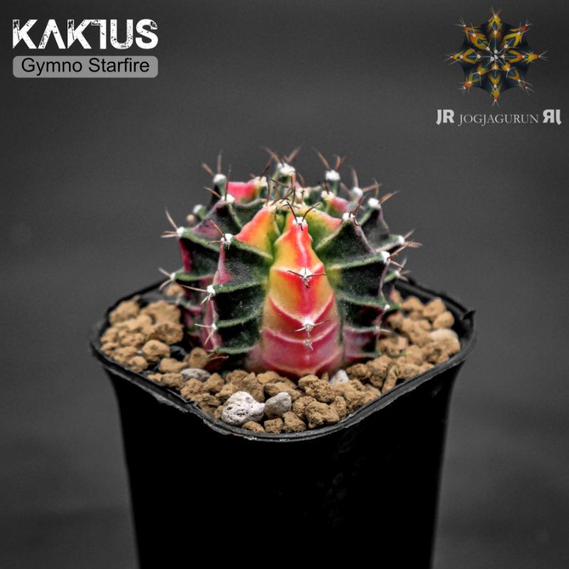 Kaktus Gymno Starfire