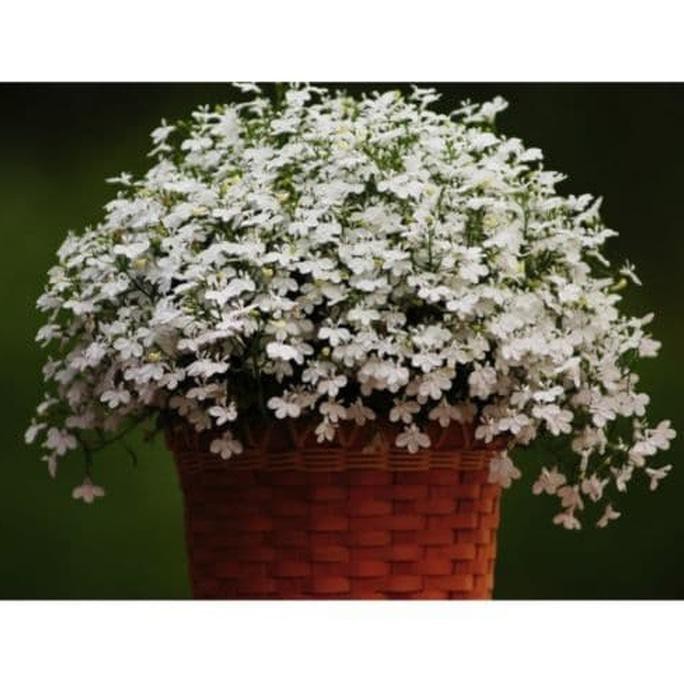 Bestseller 100 Biji Bunga Lobelia Pendula Lobelia White Cascade Series Bebih Shopee Indonesia