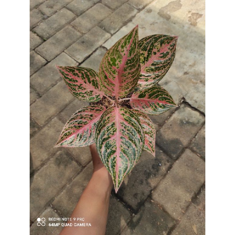 COD AGLONEMA PAULINA (TANAMAN HIAS ZONA AGLONEMA TANAMAN INDOR)