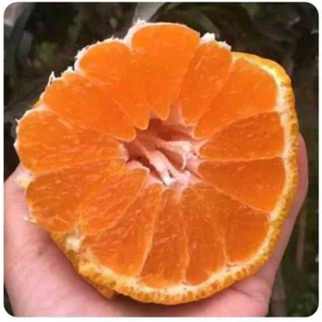 bibit jeruk dekopon super