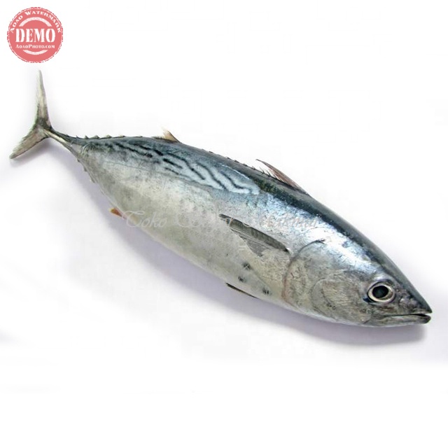 

Ikan Tongkol Segar Ikan Tongkol Batik Ikan Segar Laut 1Kg
