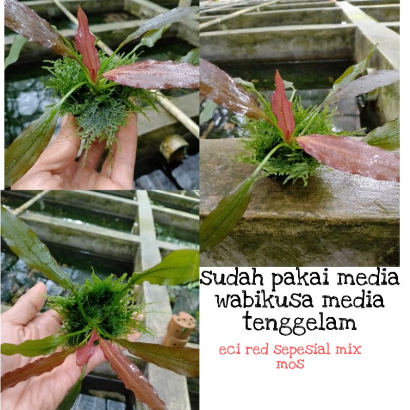 echinodorus Red sepesial-echi spesial pless Moss media wabikusa aquascape