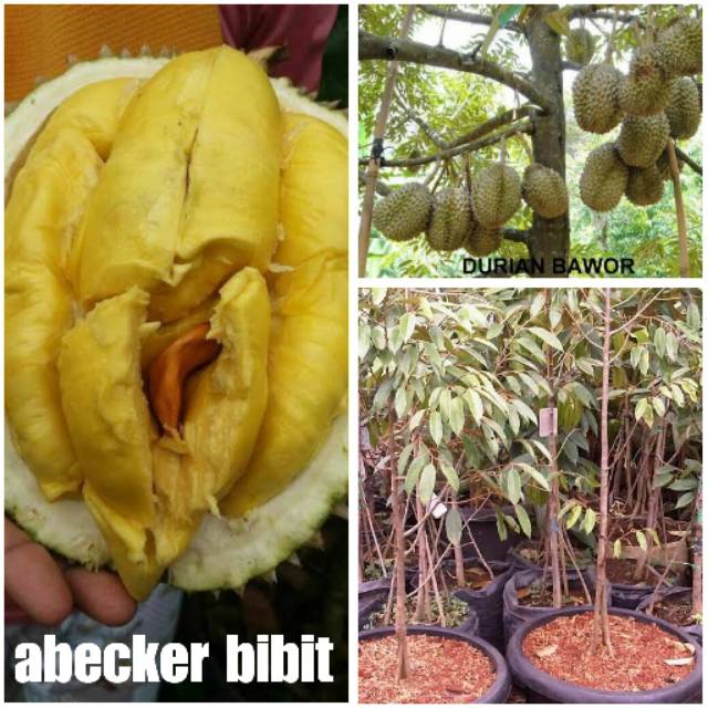 Download 51 Gambar Durian Bawor Keren Gratis
