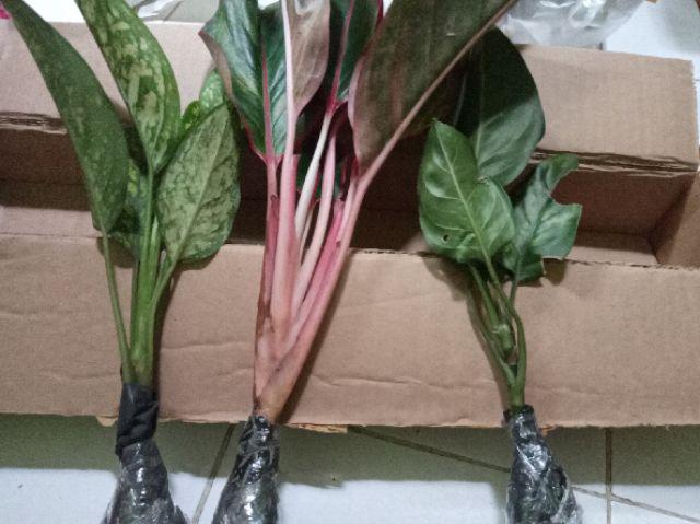Jual  Tanaman Hias Aglonema Rotudum  _