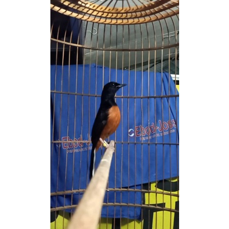 murai batu Medan gacoran