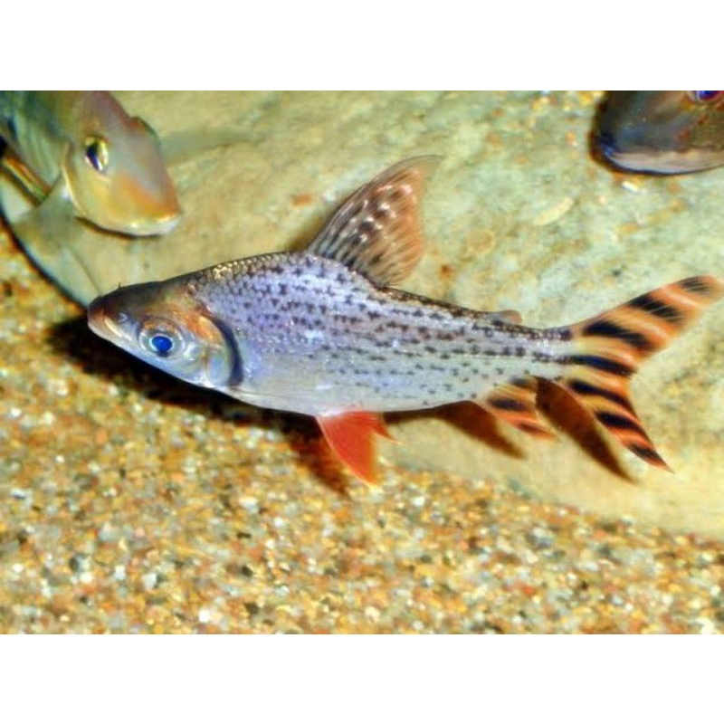 red feifeng american red flagtail rff