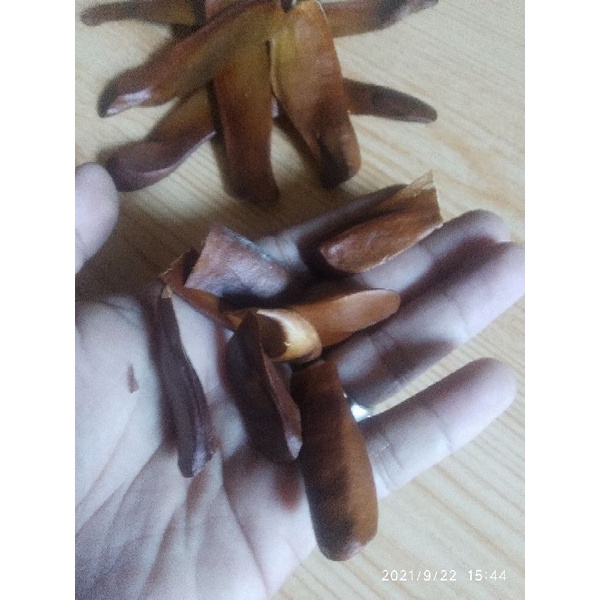 

Biji Mahoni bahan jamu