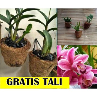 Pot sabut kelapa untuk tanaman anggrek kualitas terbaik Pot sabut kelapa untuk tanaman anggrek kualitas terbaik