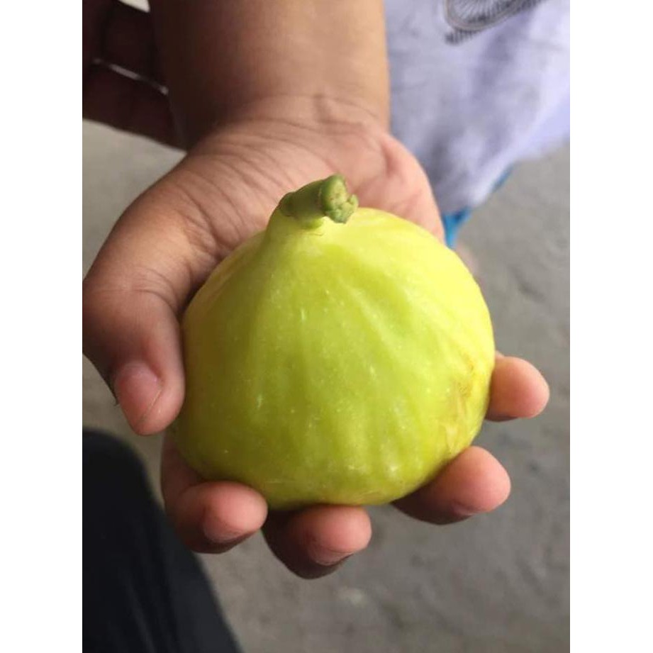 H0Re Bibit Buah Tin Jenis Yellow Giant Khasi China (Cangkok) Murmer