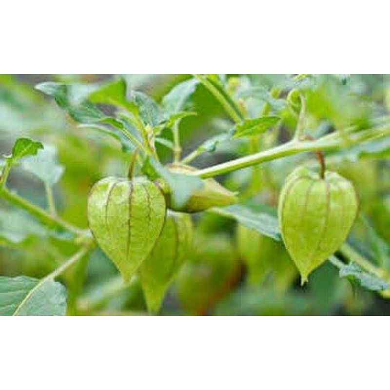 

Daun ciplukan segar 500grm