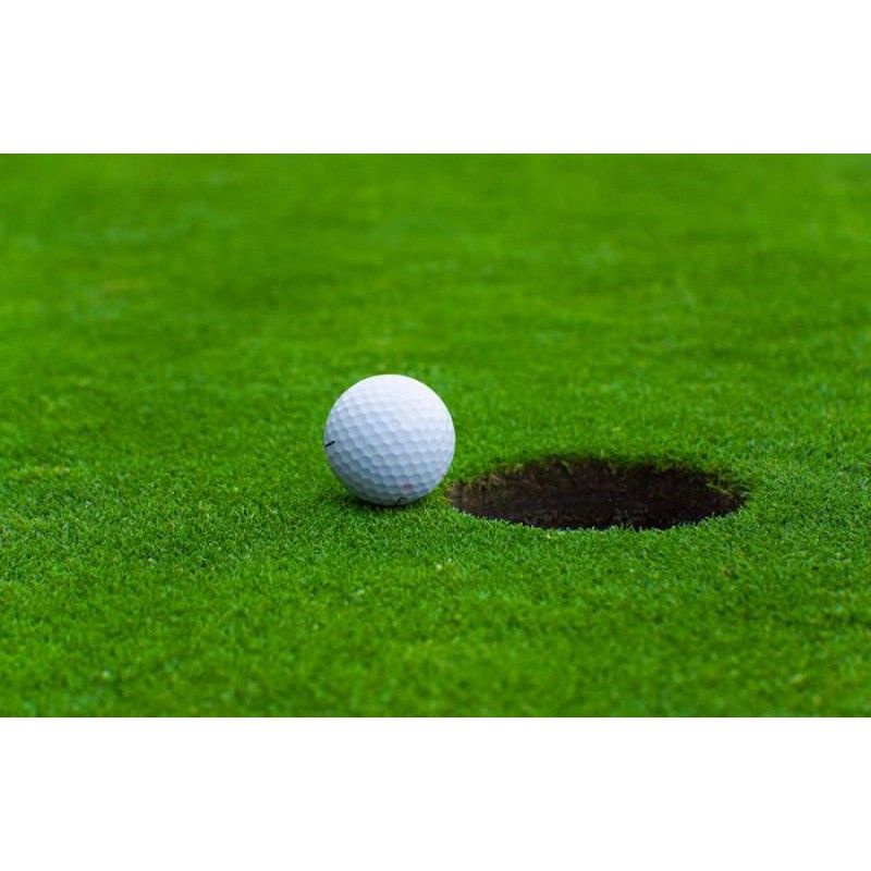 Bibit Rumput Golf Bermuda Grass Rumput Swiss