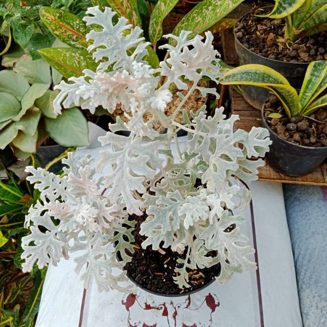 BUNGA SILVERDUSH, BUNGA PUTRI SALJU