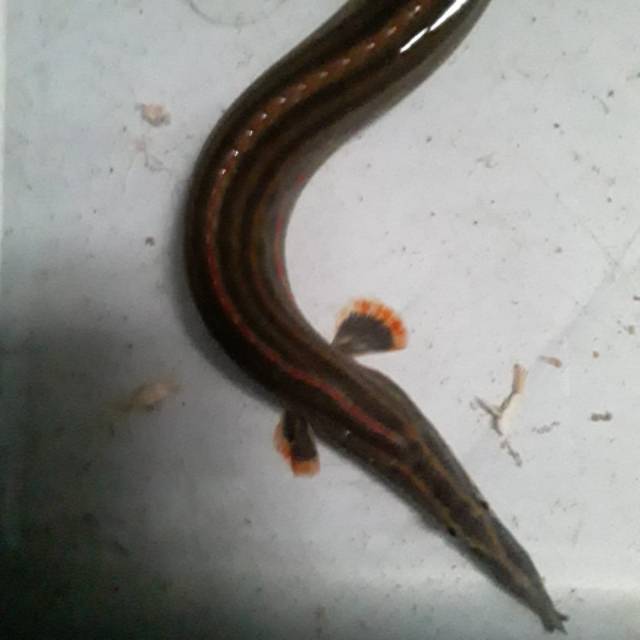

Fire eel