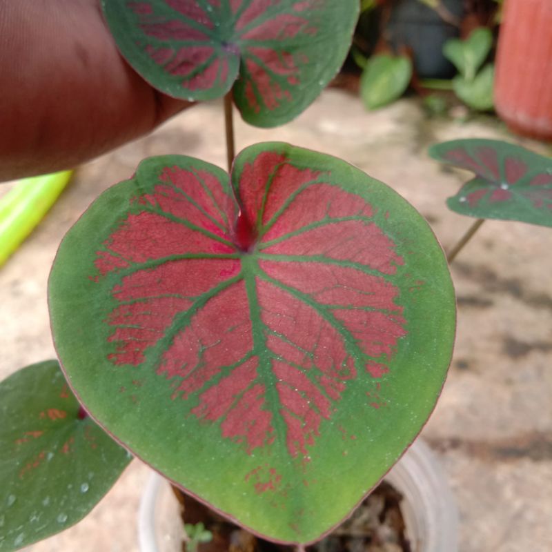 Caladium Tambuna