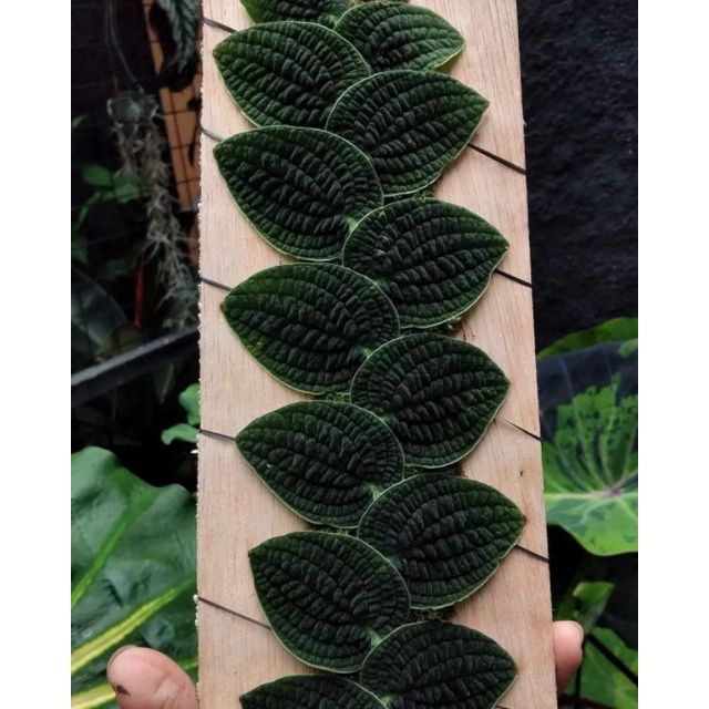 tanaman hias merambat tenuis silver