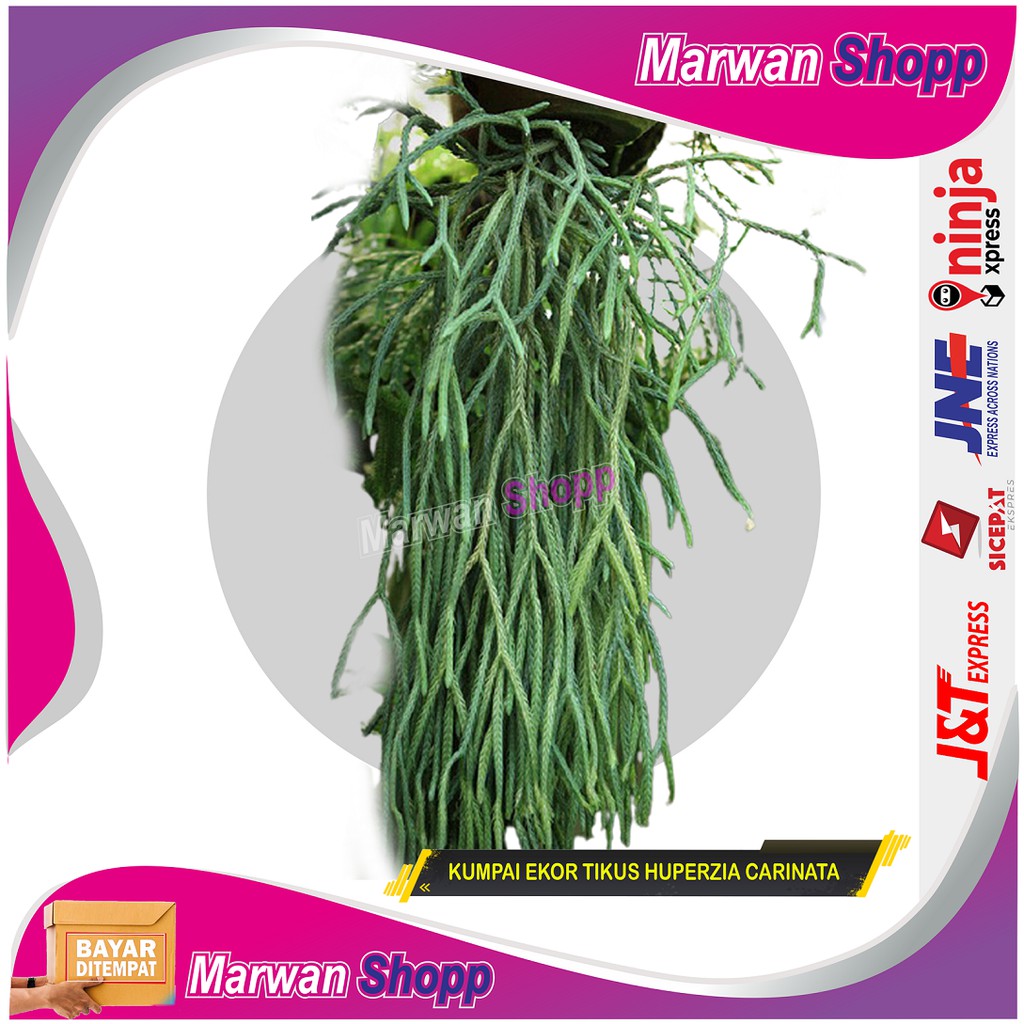 Huperzia carinata kumpai ekor tikus unik keren Marwan Shopp