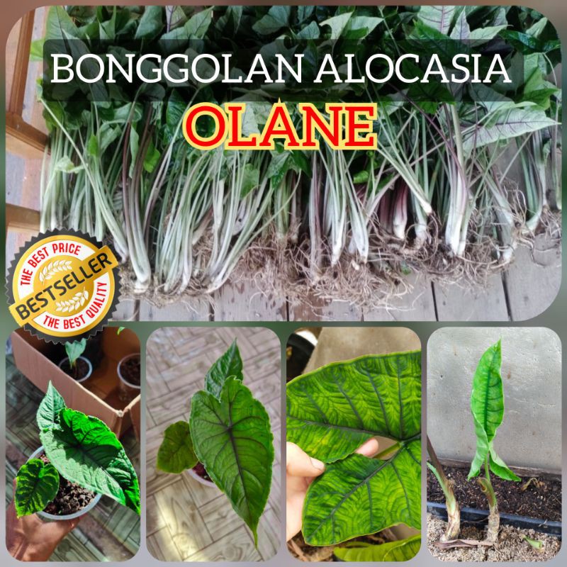 KALIMANTAN BONGGOLAN UTUH ALOCASIA OLANE / UMBI ALOKASIA OLANI PREMIUM