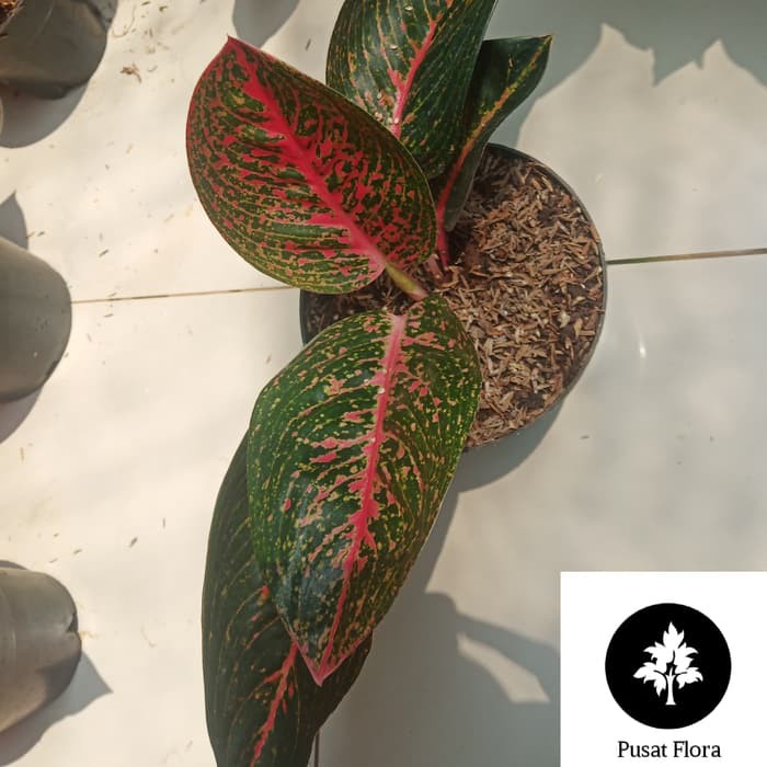 tanaman hias aglonema adelia bibit aglonema adelia