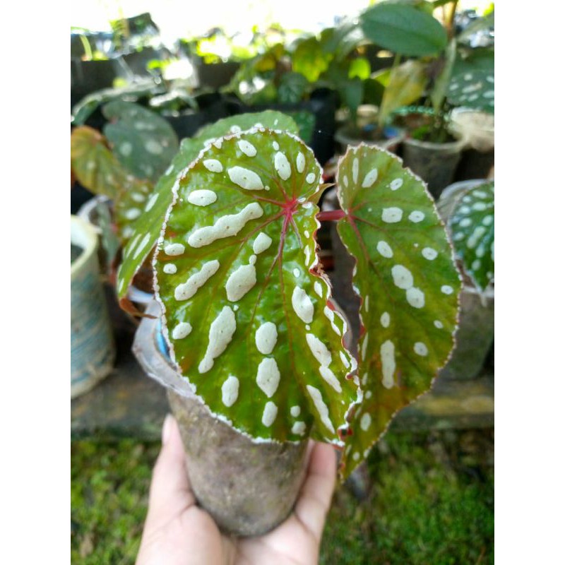 begonia sp borneo