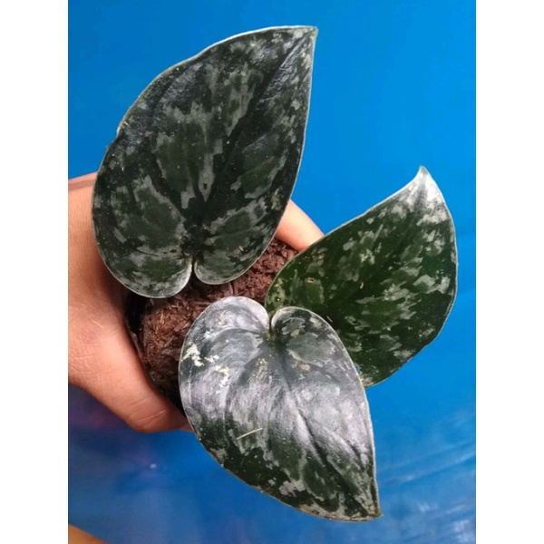 

skindapsus_black arsol sp