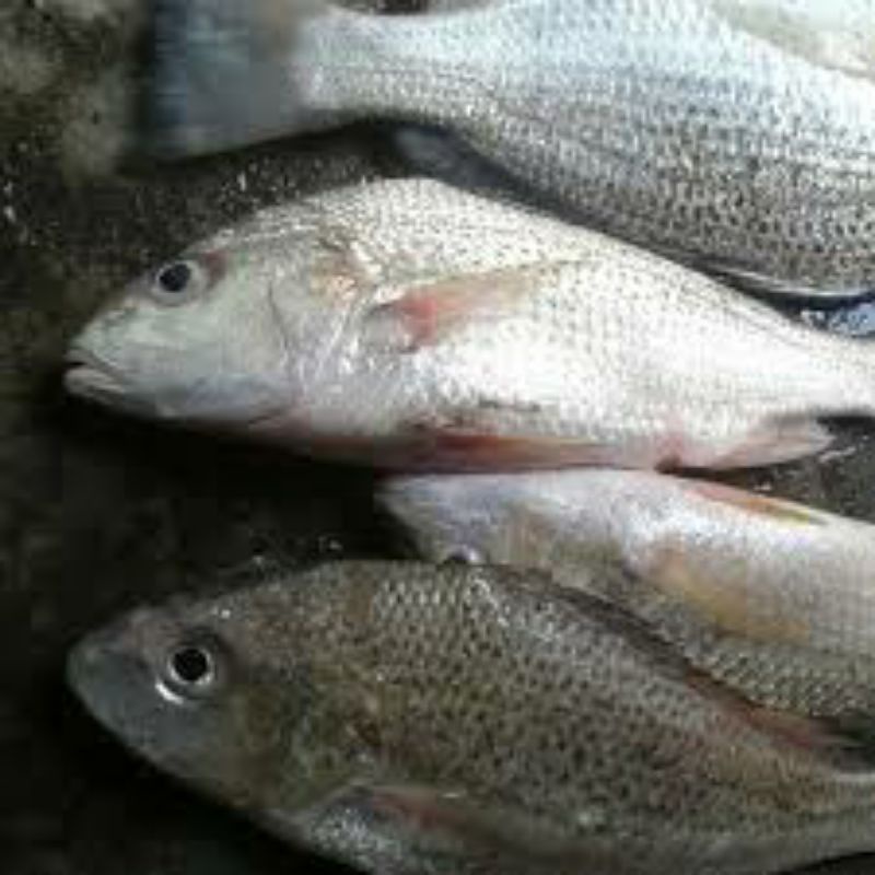 

Ikan Kakap Grit Segar 1kg