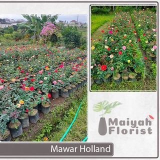 Tanaman Hias Bunga Mawar Holland - Mawar Hidup - Sudah Berbunga dan Harum - Aneka Warna