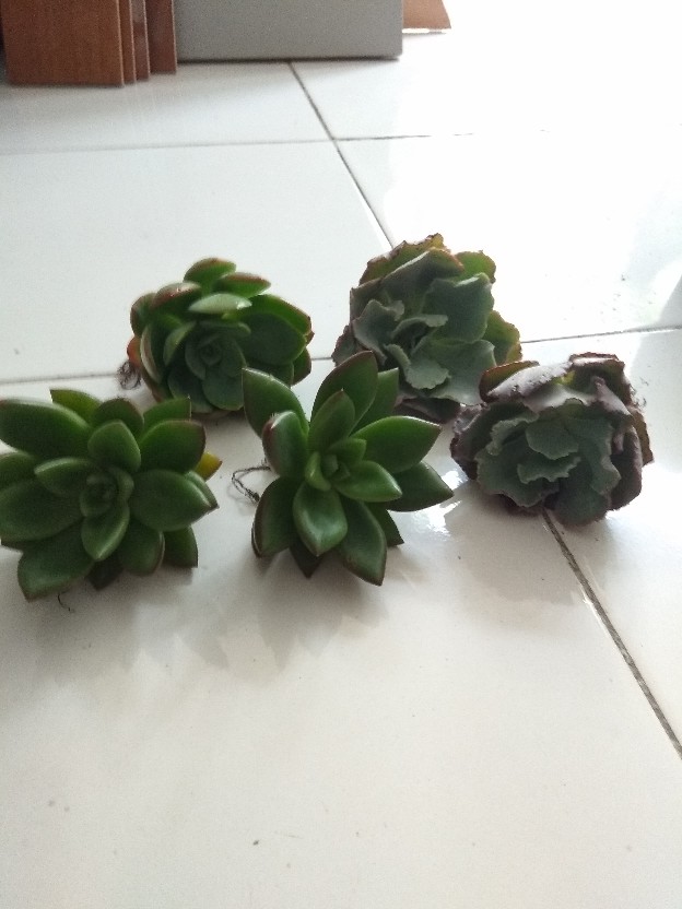 Sukulen Murah Indah