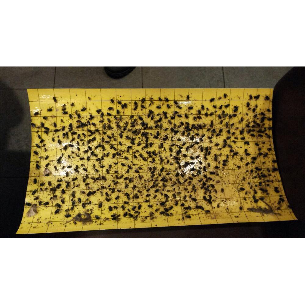 

Glue pad Insect (32 x 17 cm), isi 10 lembar