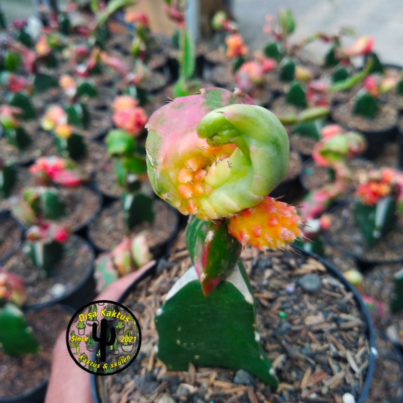 KAKTUS SKULEN - kaktus naga