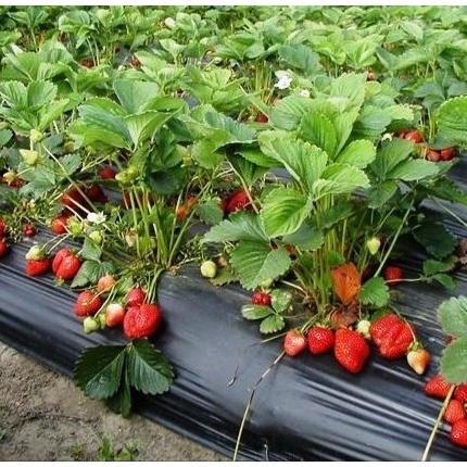 Benih Strawberry Mencir Dataran Rendah