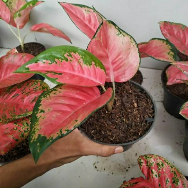 Tanaman aglonema red kocin