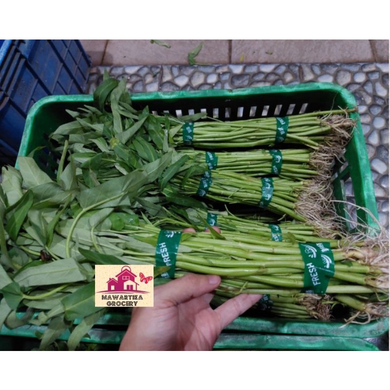 

Kangkung Hijau Segar Premium ( 1 ikat )