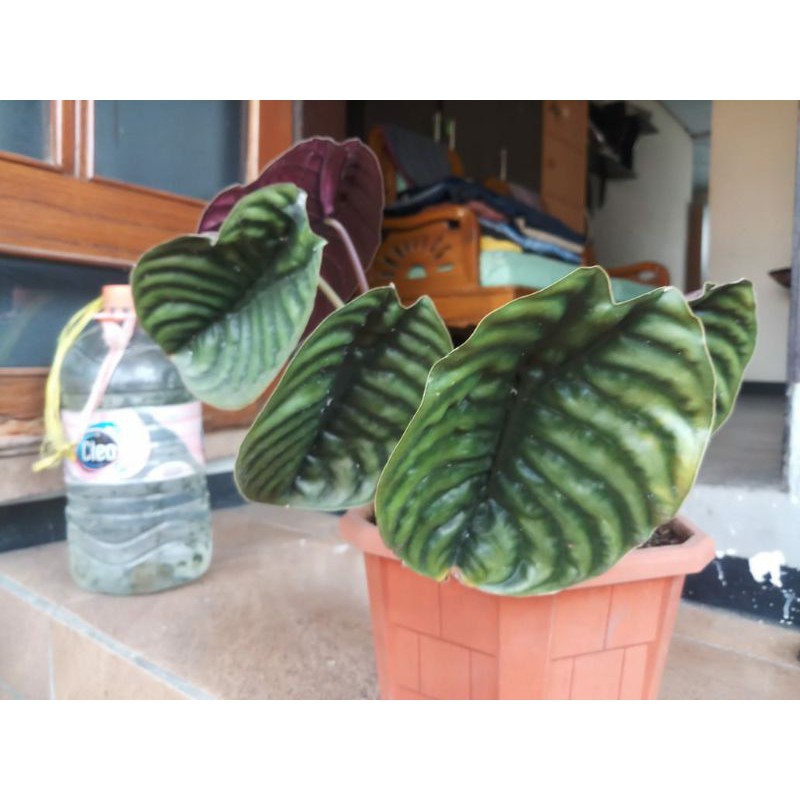 keladi tengkorak Hitam