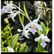 Bibit botol Dendrobium Antenatum Var Albertisi