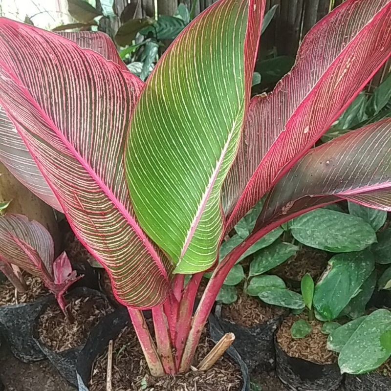 tanaman hias pisang bugis