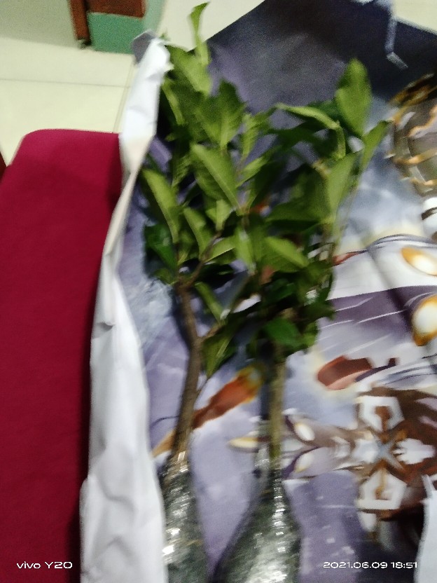 Tanaman Hias Caladium White Christmas