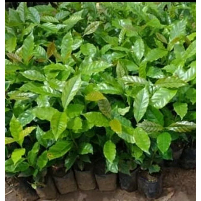 bibit kopi arabika atau arabica