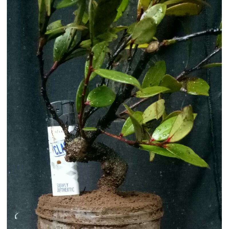 terbaru bahan bonsai santigi/cantigi gunung mame prospek banget