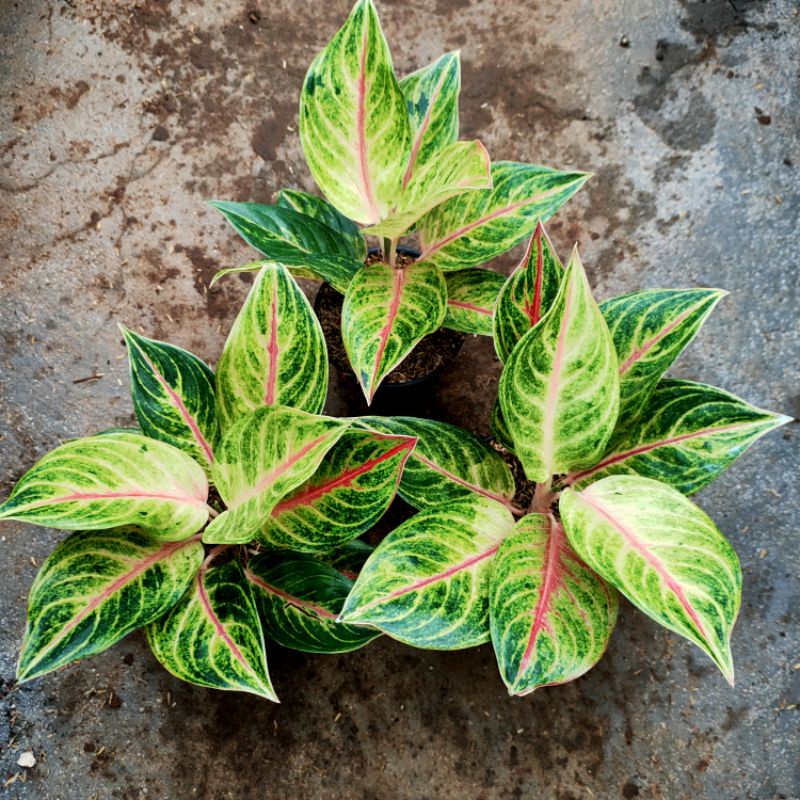 Aglonema sweet heart