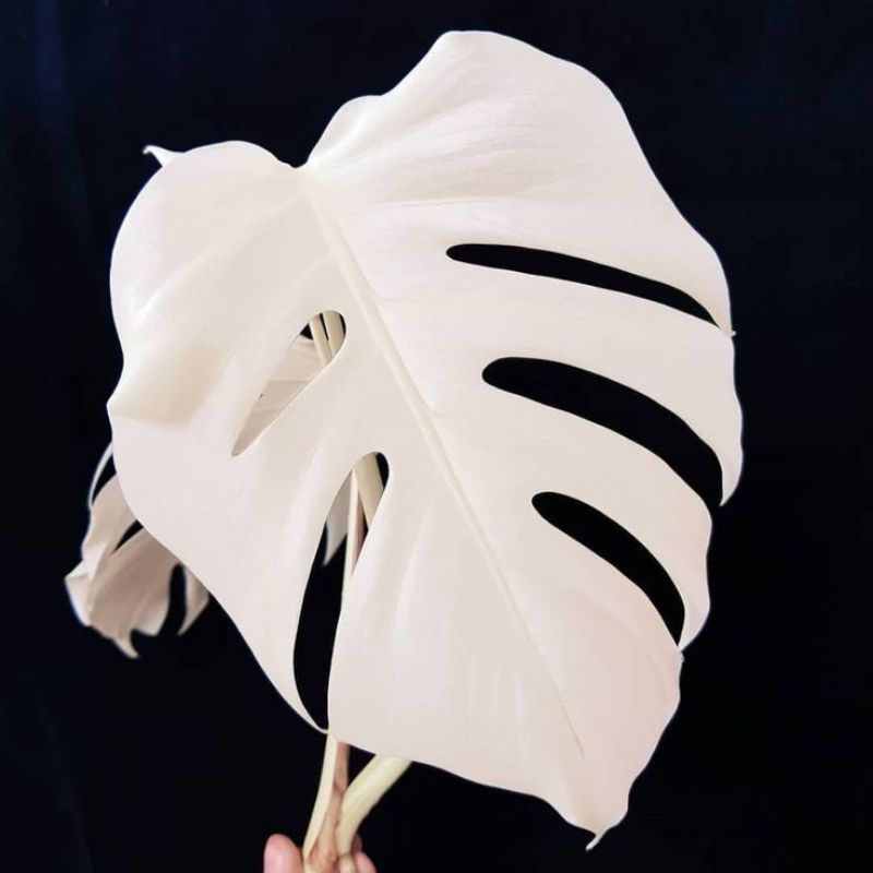 bonggol..monstera..deliciosa..albino..variegata