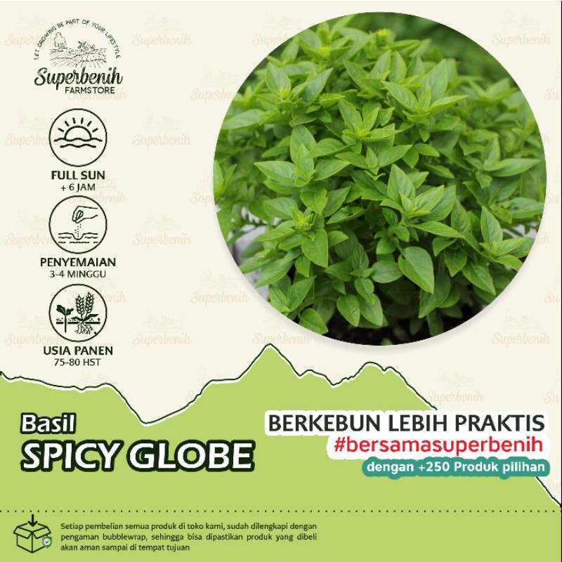 10 biji - Benih Basil SPICY GLOBE, mudah tumbuh